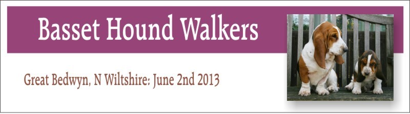 Basset Hound Walkers Gt Bedwyn